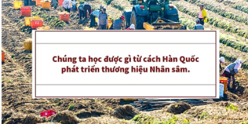 Chúng ta học được gì từ cách người Hàn Quốc phát triển thương hiệu Nhân sâm