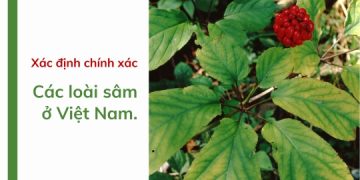 xác định chính xác các loài sâm ở Việt Nam.